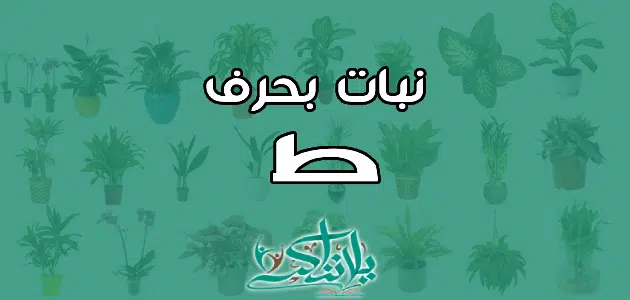 اسم نبات بحرف الطاء ط