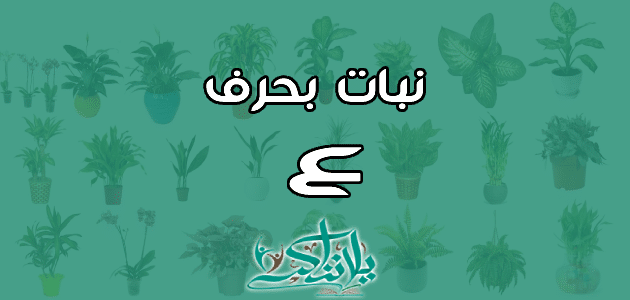 اسم نبات بحرف العين ع