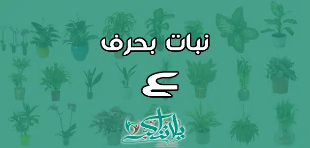 اسم نبات بحرف العين ع