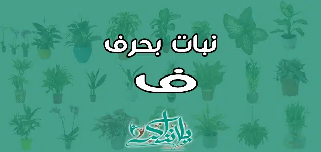 اسم نبات بحرف الفاء ف