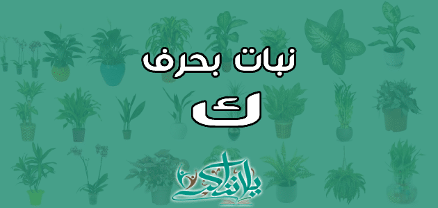 اسم نبات بحرف الكاف ك