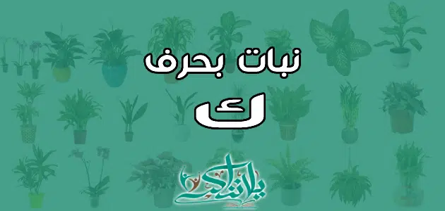 اسم نبات بحرف الكاف ك