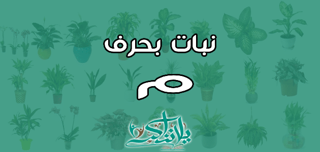 اسم نبات بحرف الميم م