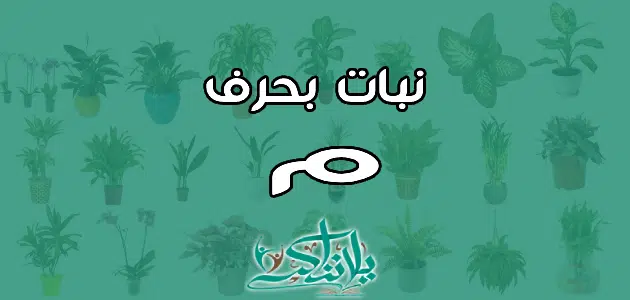 اسم نبات بحرف الميم م