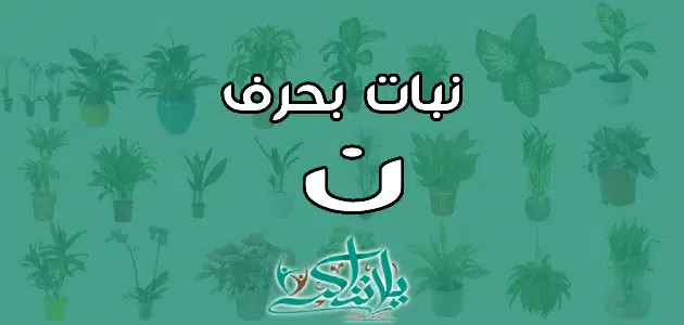 اسم نبات بحرف النون ن